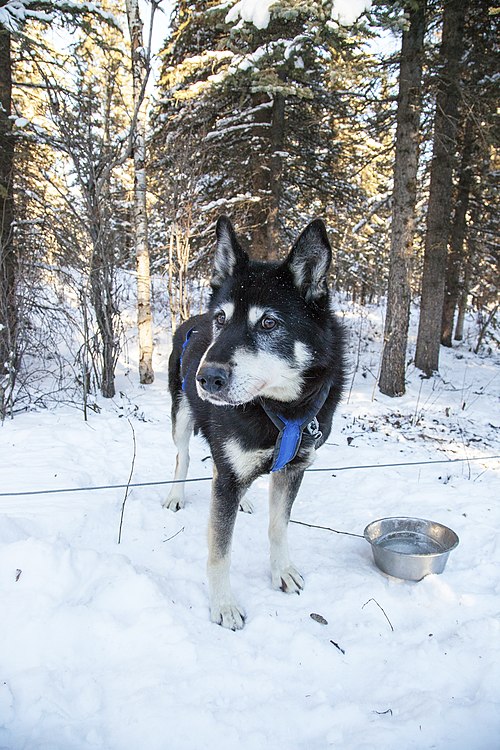 Alaskan Husky